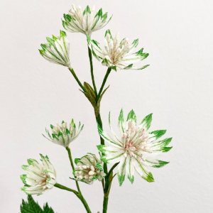 Handmade Crepe paper Astrantia Flower Digital Template with video tutorial, Astrantia template,  Flower Decoration , wedding bouquet